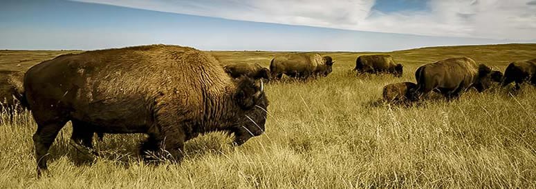 Theodore Roosevelt and His Namesake Park