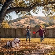 american-bulldog